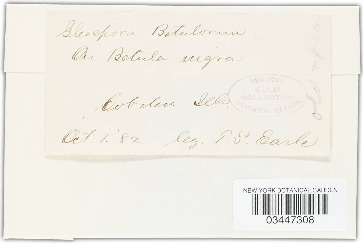 Cryptocline betularum image