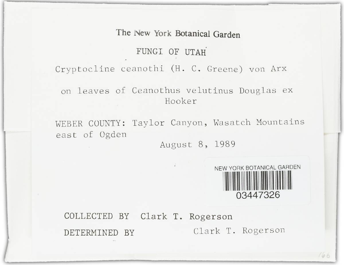 Cryptocline ceanothi image