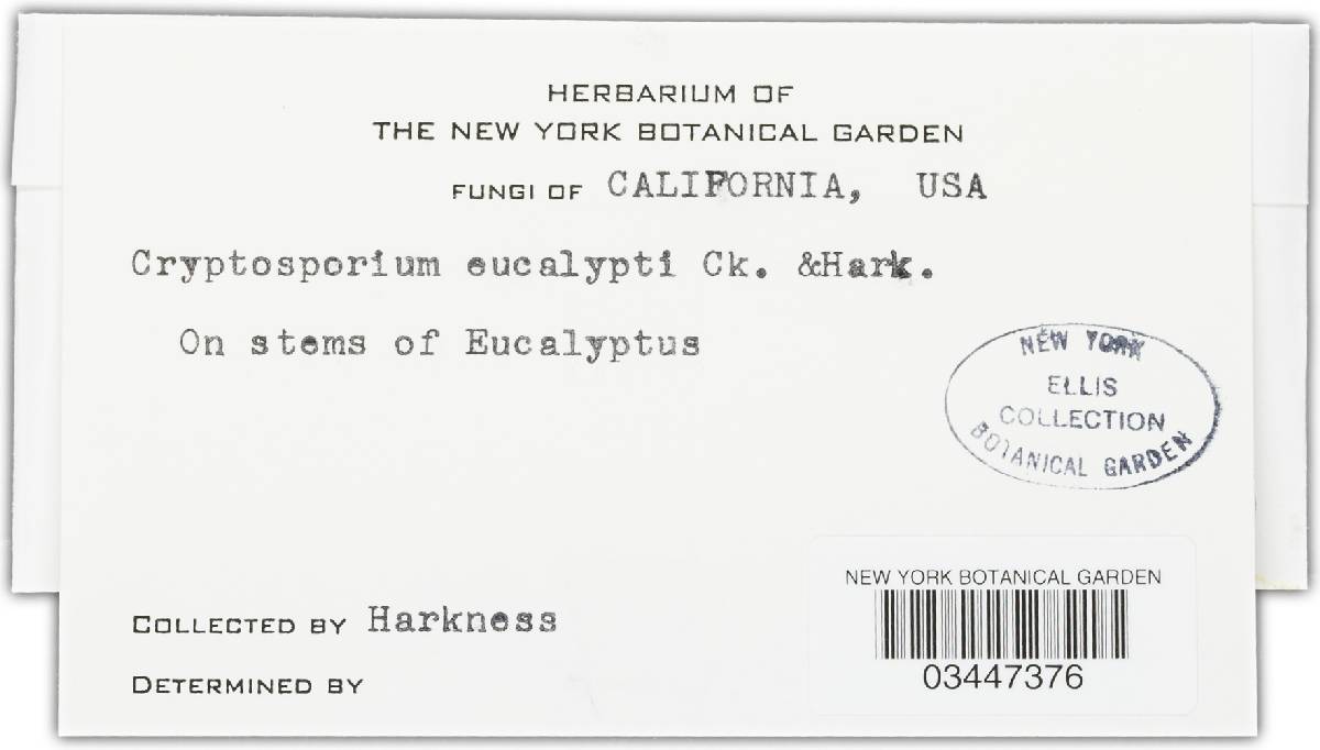 Cryptosporium eucalypti image