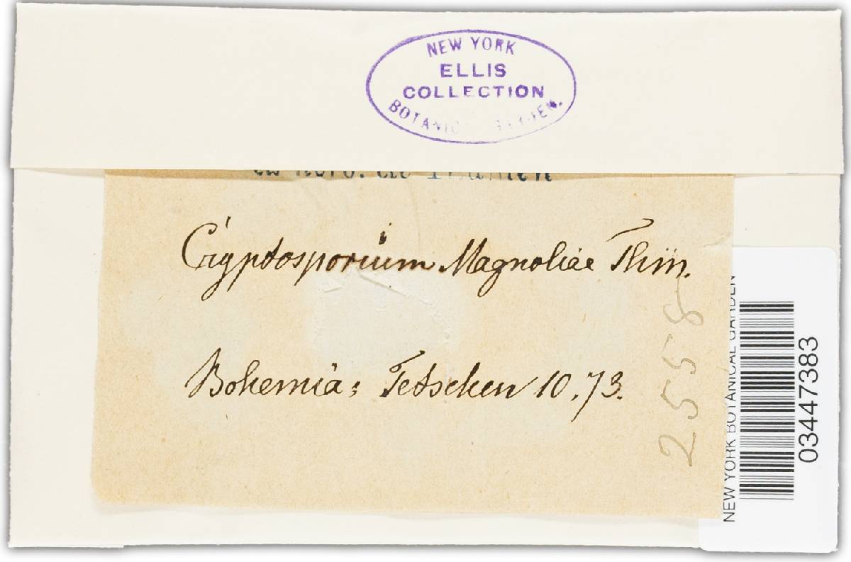 Cryptosporium magnoliae image