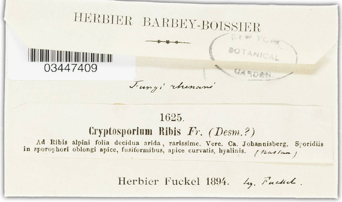 Cryptosporium image