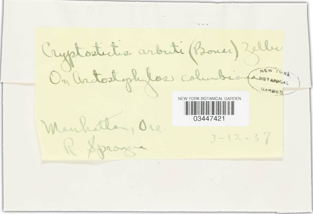 Seimatosporium arbuti image