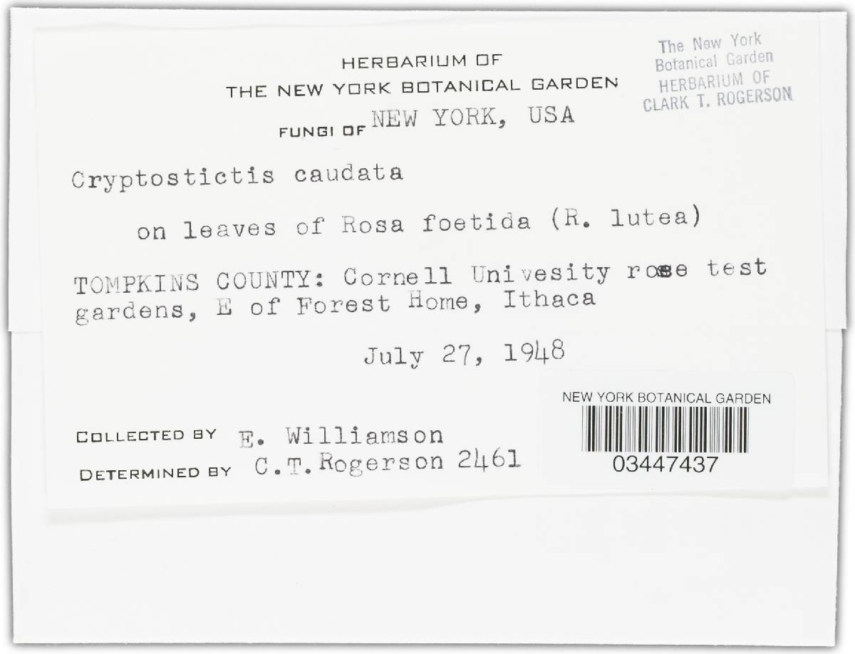 Seimatosporium caudatum image