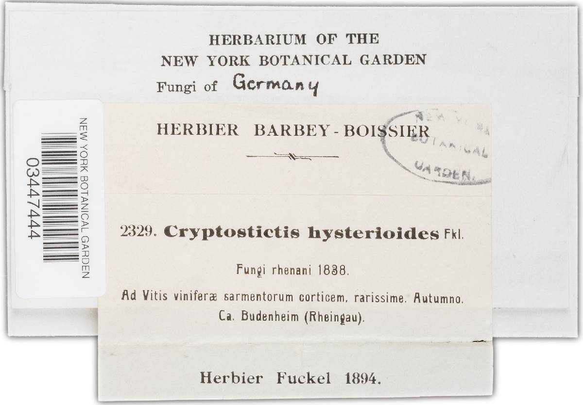Cryptostictis hysterioides image