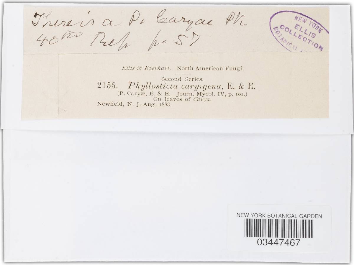 Cylindrosporella caryae image