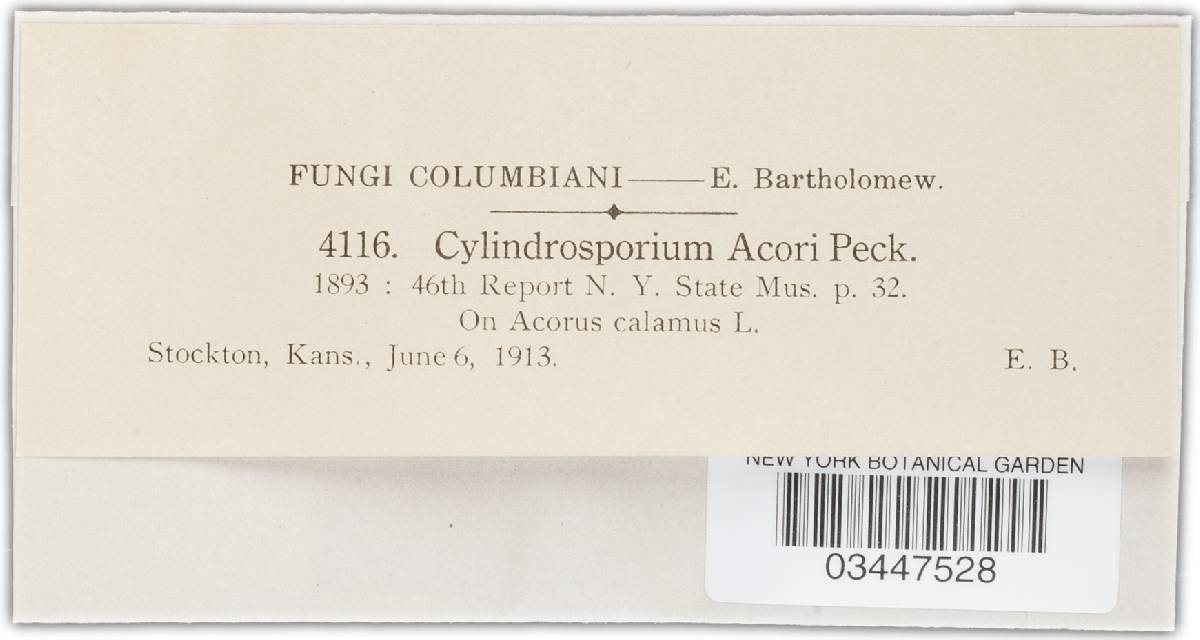 Cylindrosporium acori image