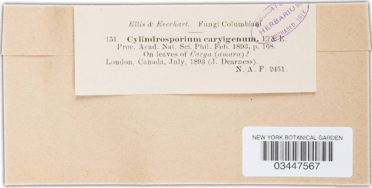 Mycosphaerella caryigena image