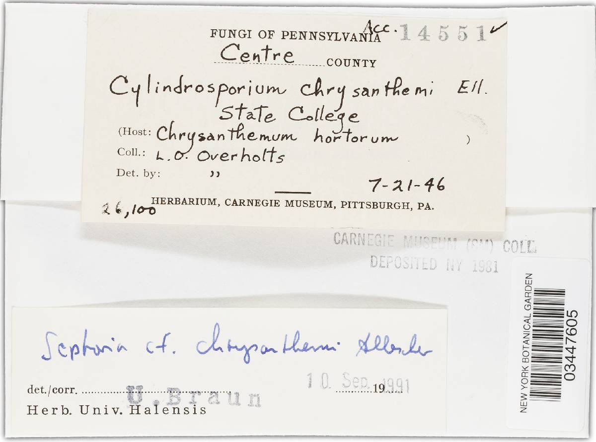 Cylindrosporium chrysanthemi image