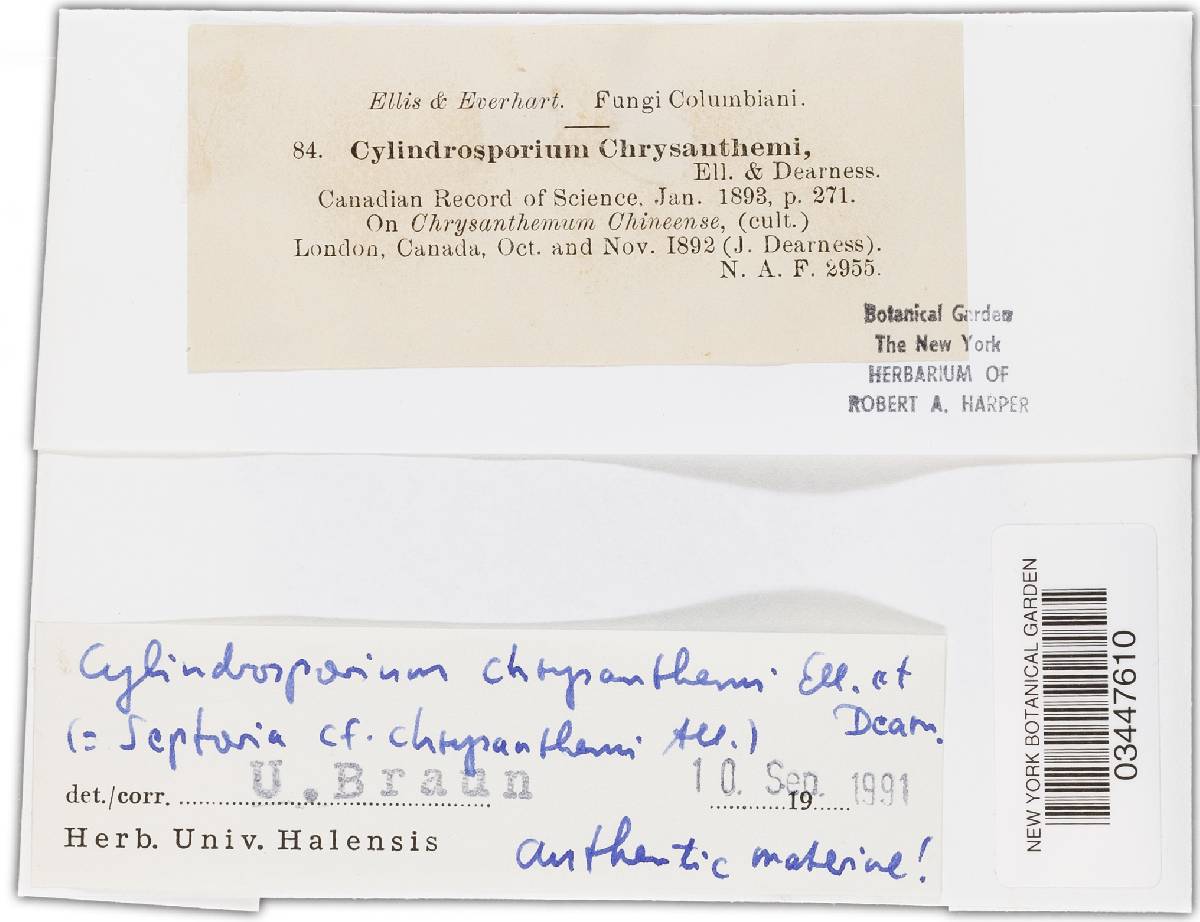 Cylindrosporium chrysanthemi image
