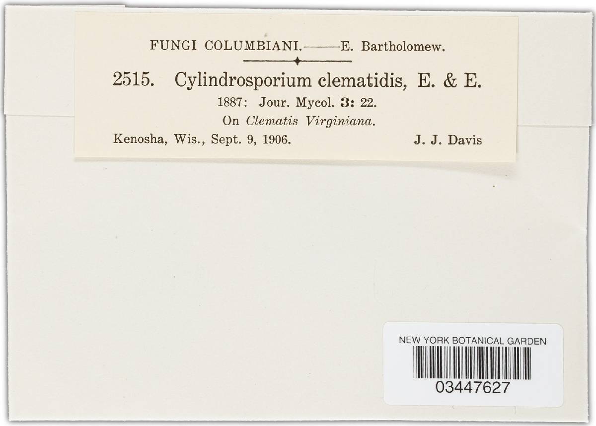 Cylindrosporium clematidis image