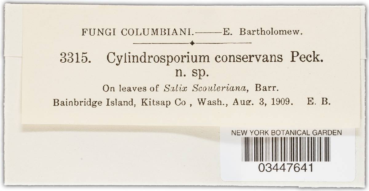 Cylindrosporium conservans image