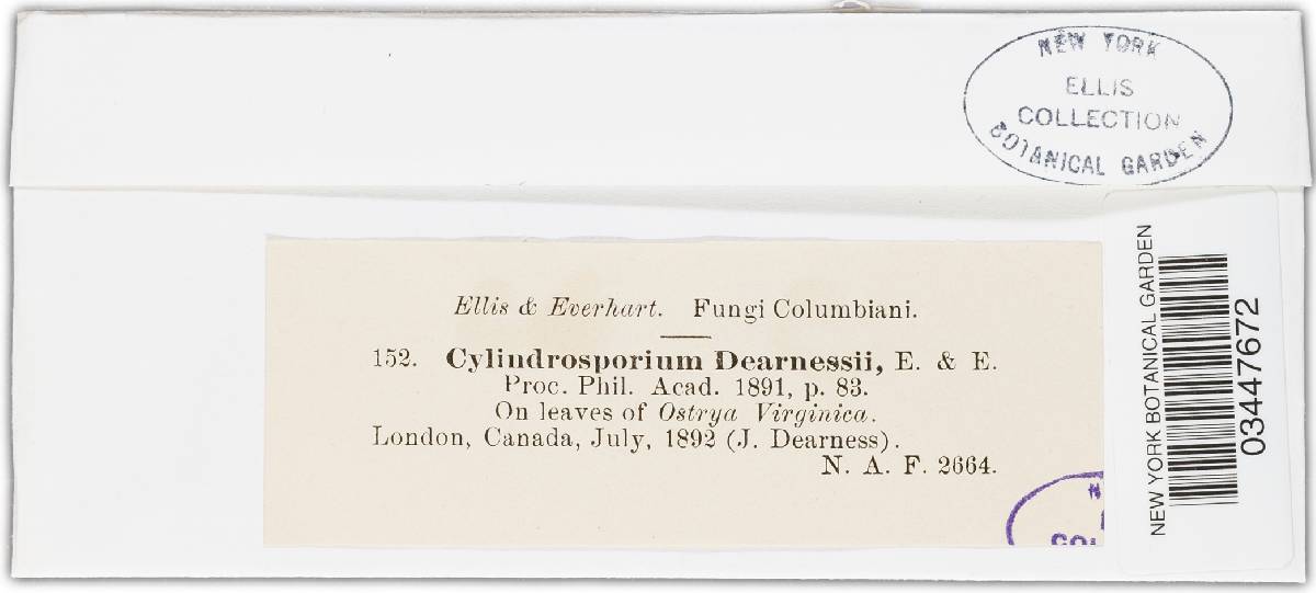 Cylindrosporium dearnessii image