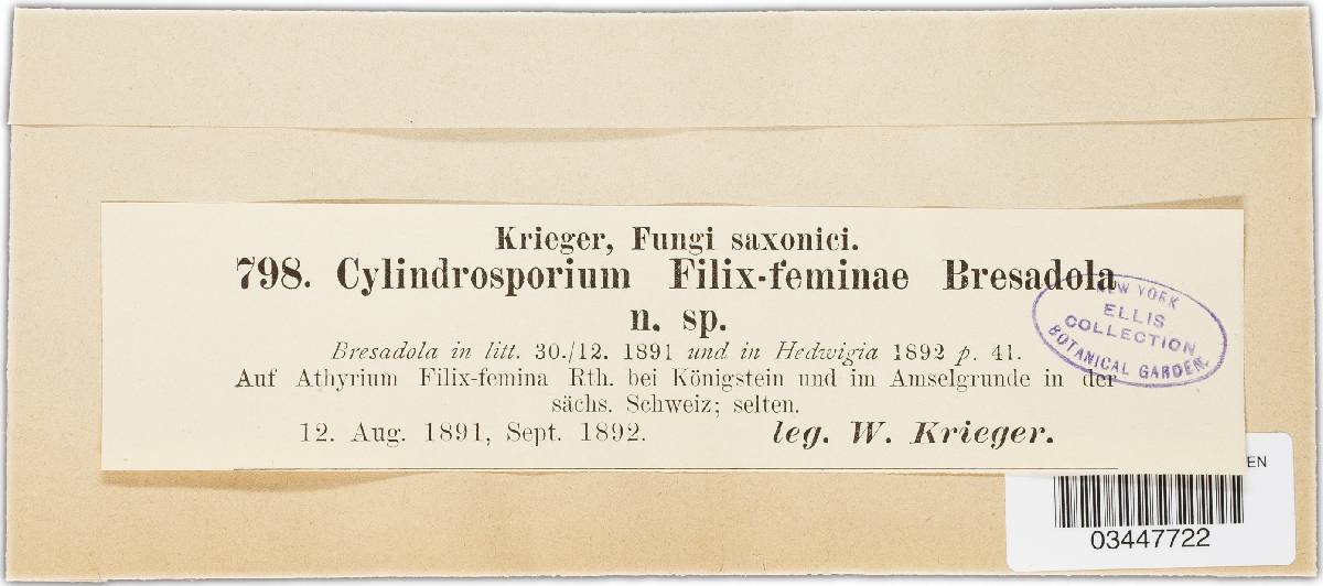 Cylindrosporium filix-feminae image