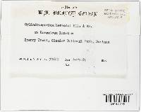 Ramularia heraclei image
