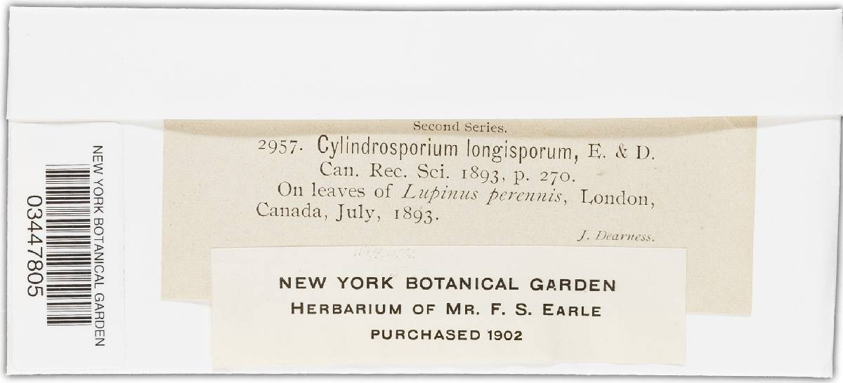 Cylindrosporium longisporum image