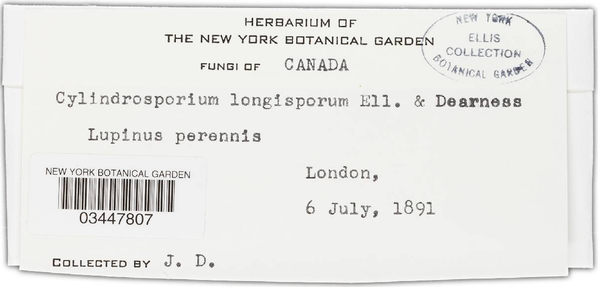 Cylindrosporium longisporum image