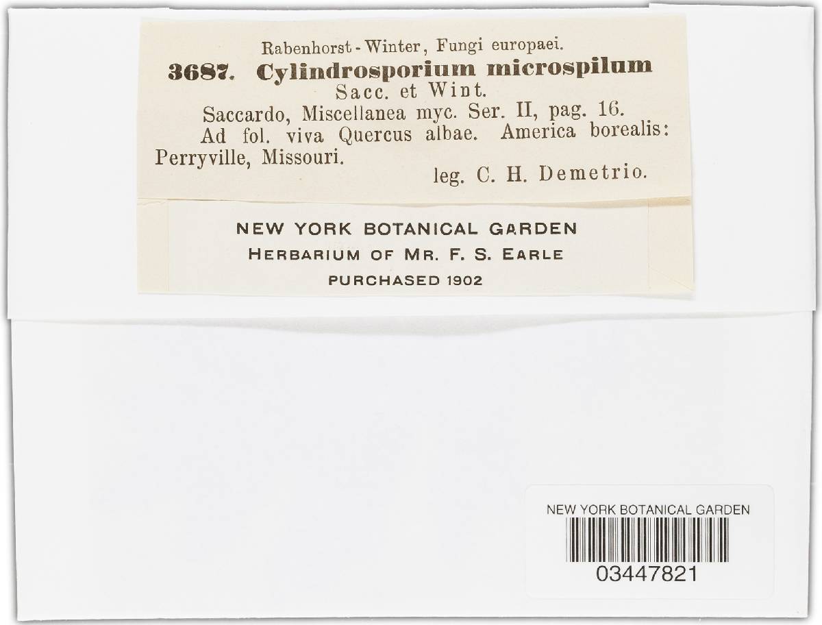 Cylindrosporium microspilum image