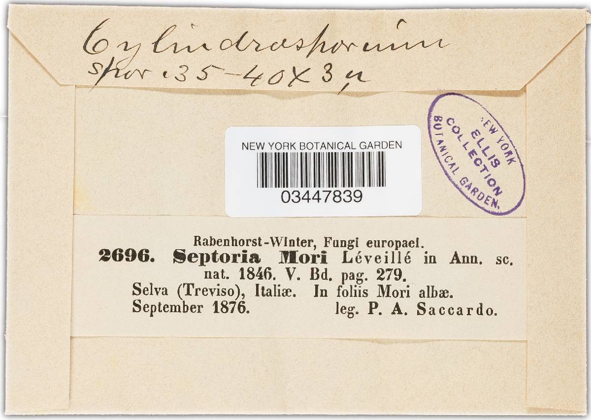 Cylindrosporium montenegrinum image