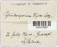 Image of Rhabdoclema olyrae