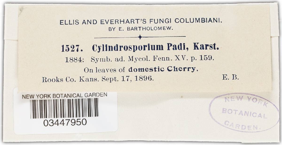 Blumeriella jaapii image