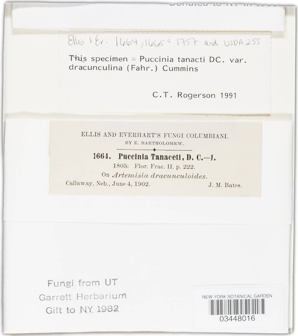 Puccinia dracunculina image