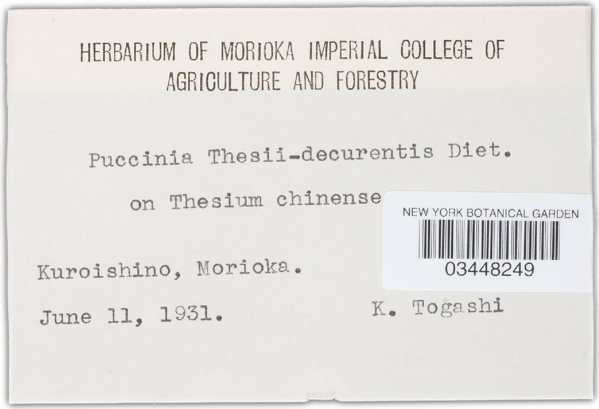 Puccinia thesii-decurrentis image