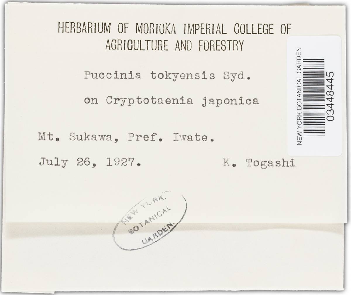 Puccinia tokyensis image