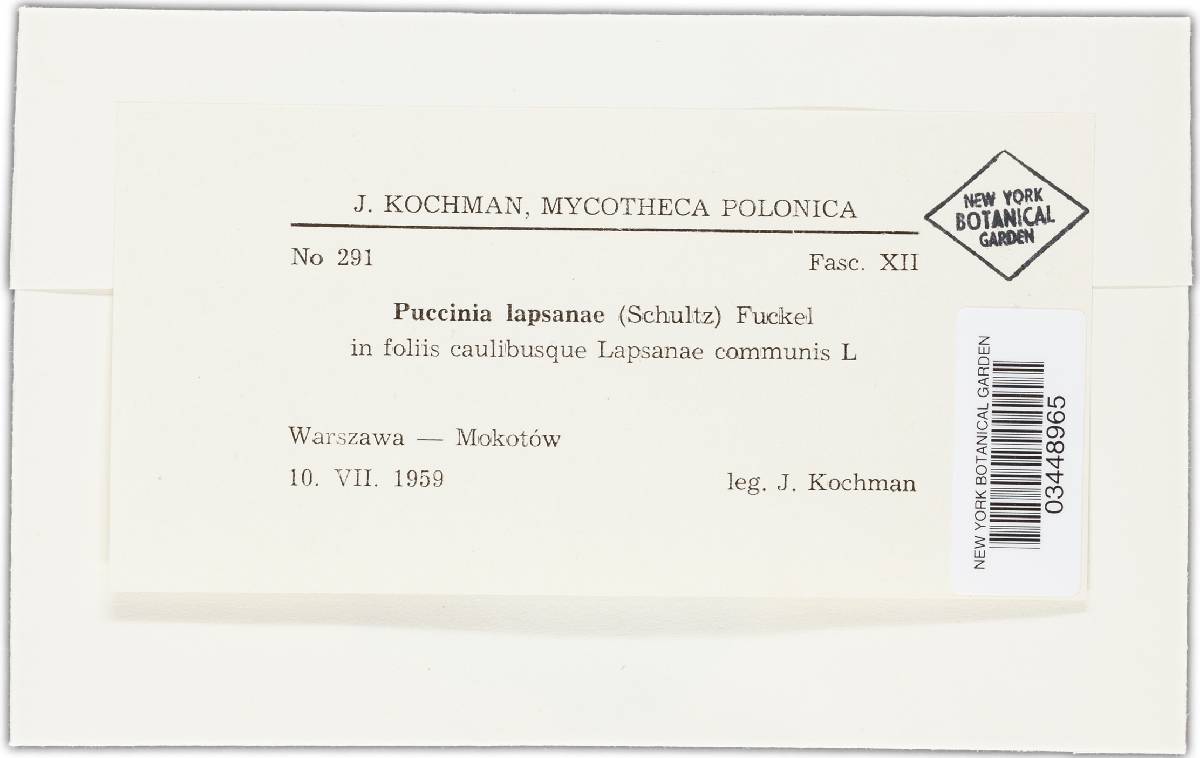 Puccinia lapsanae image