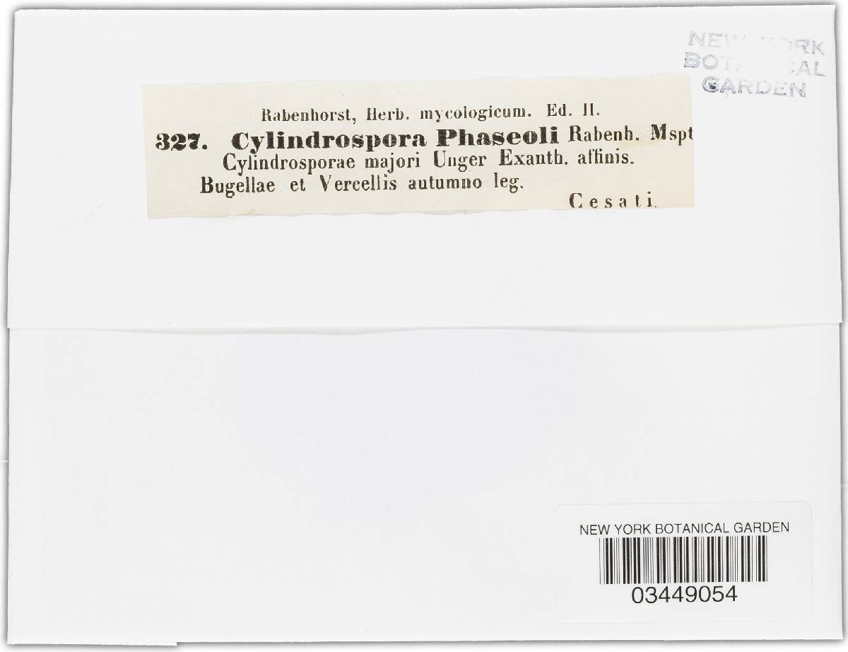 Cylindrosporium phaseoli image