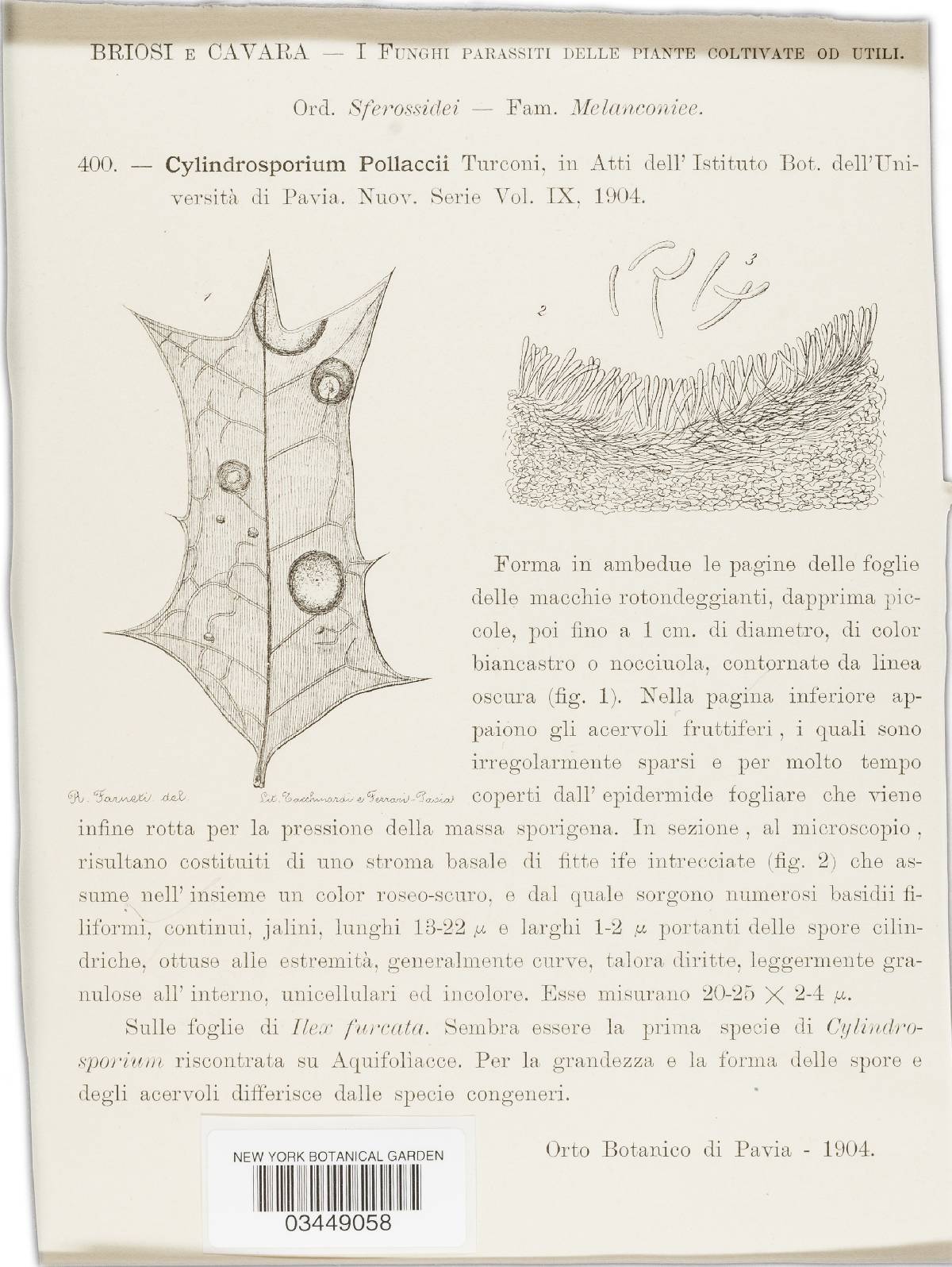 Cylindrosporium pollaccii image