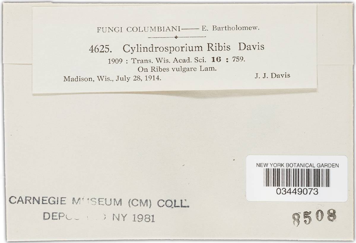Cylindrosporium ribis image