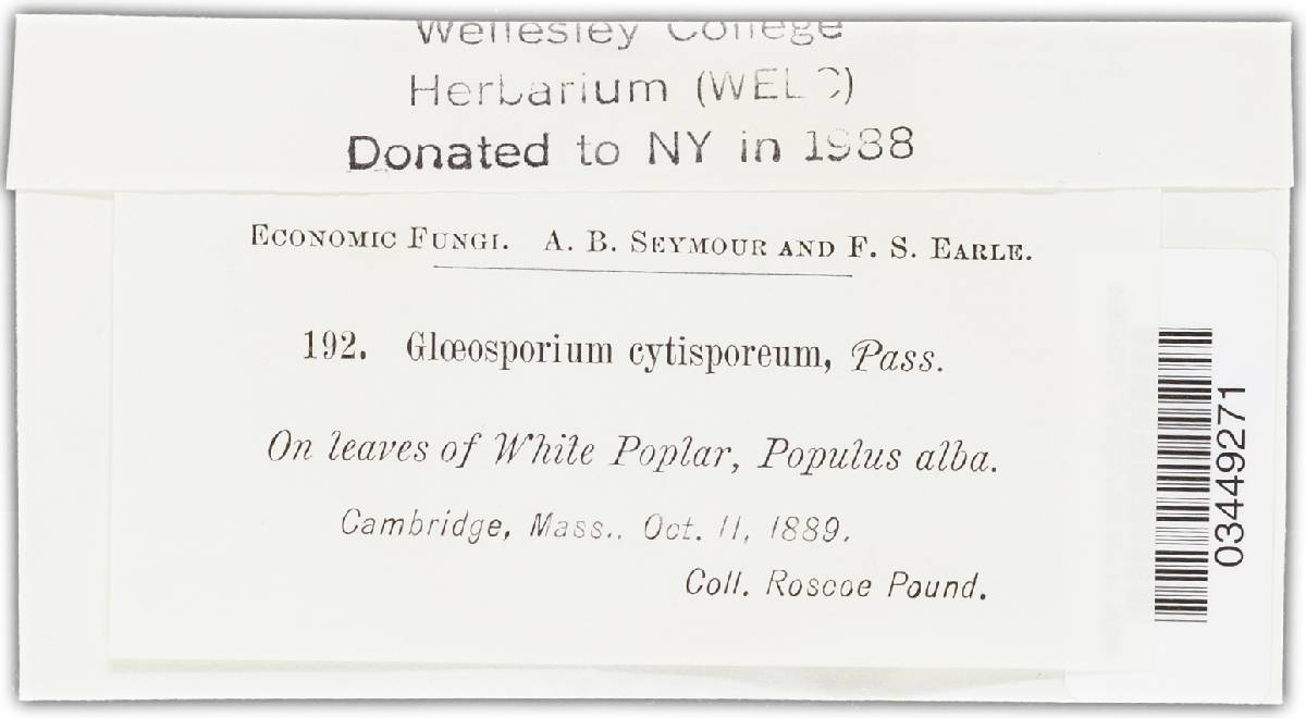 Discula cytosporea image