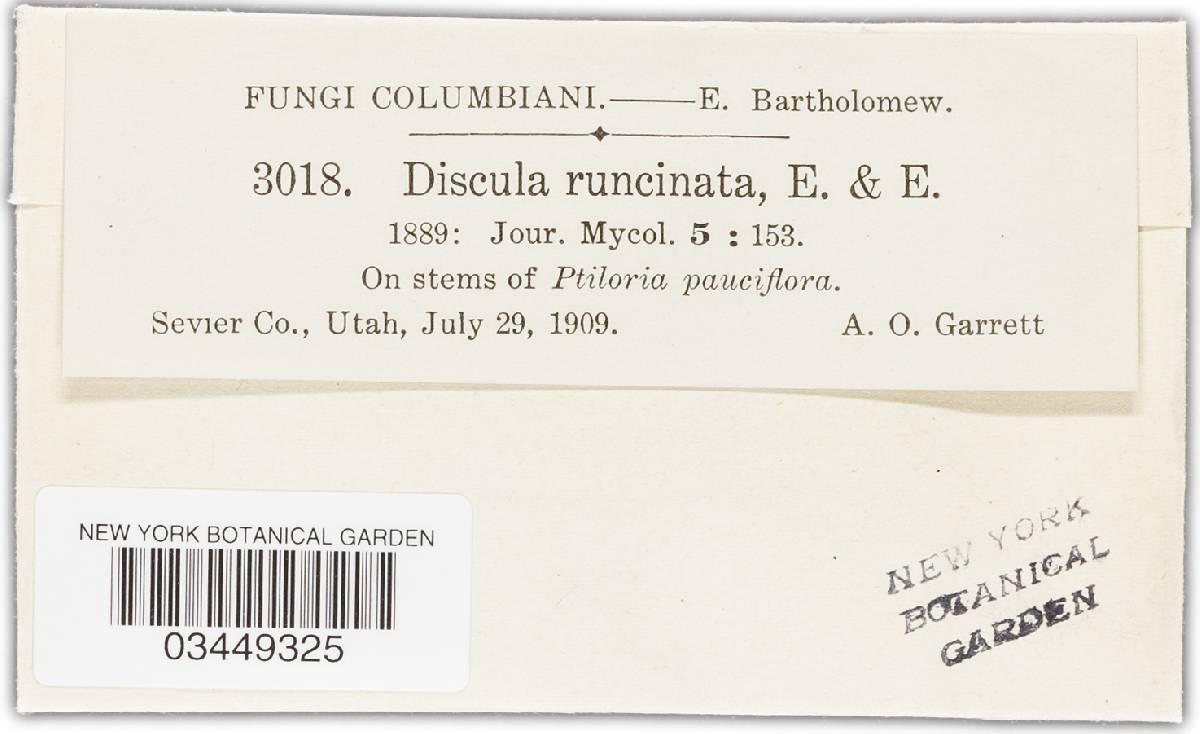 Discula runcinata image