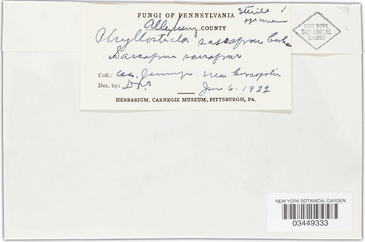Discula sassafras image
