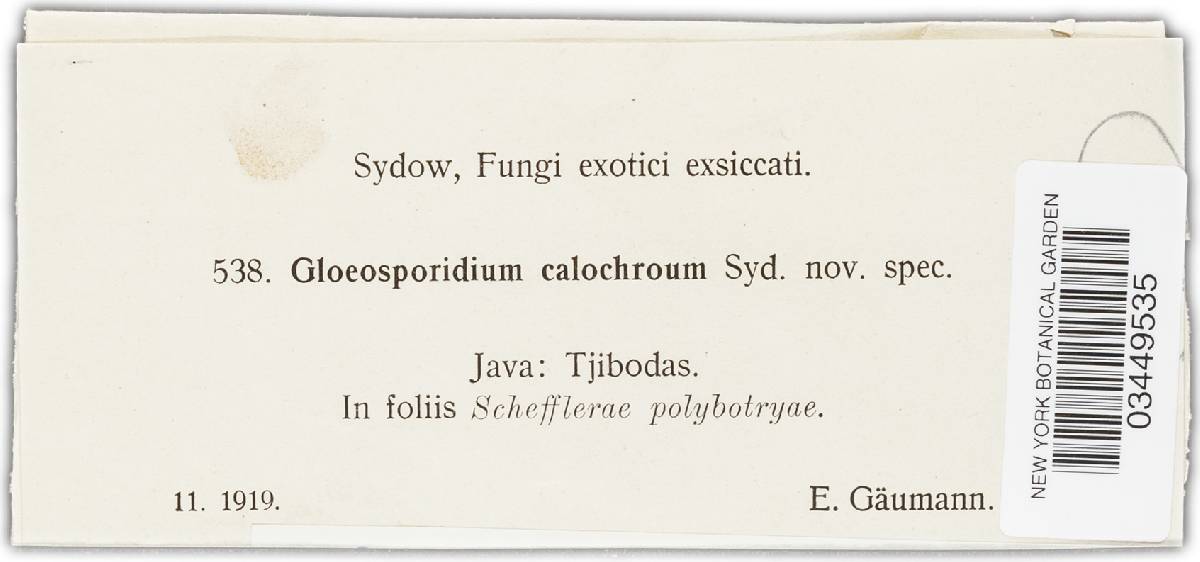Gloeosporidium calochroum image