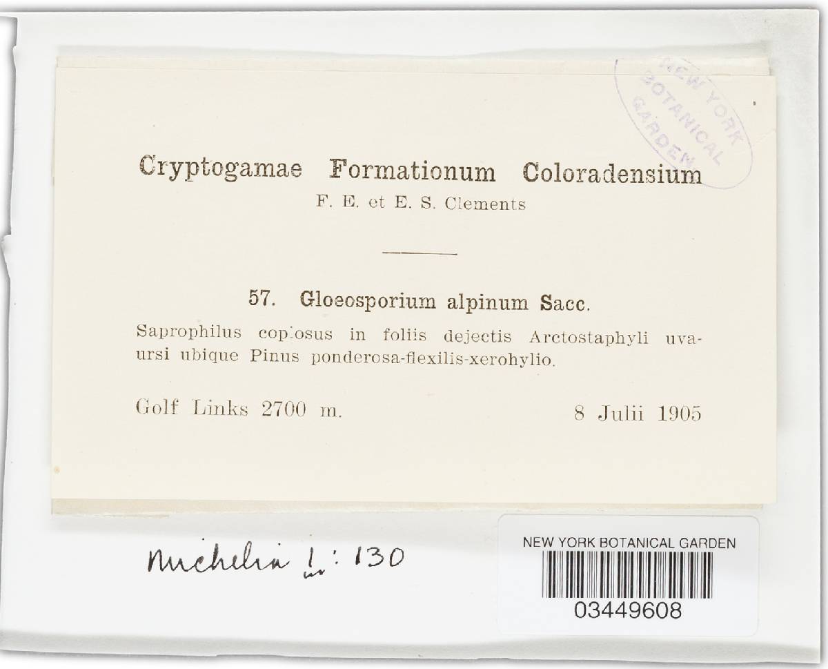 Gloeosporium alpinum image