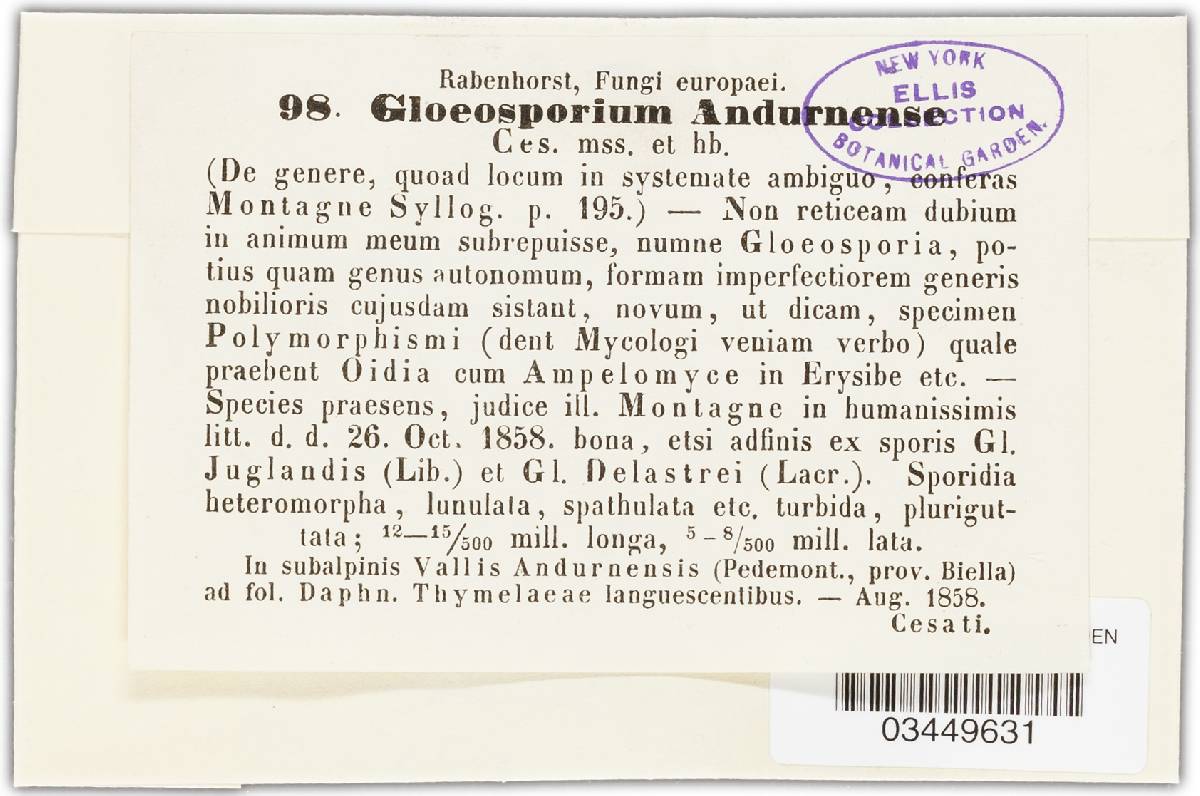 Gloeosporium andurnense image