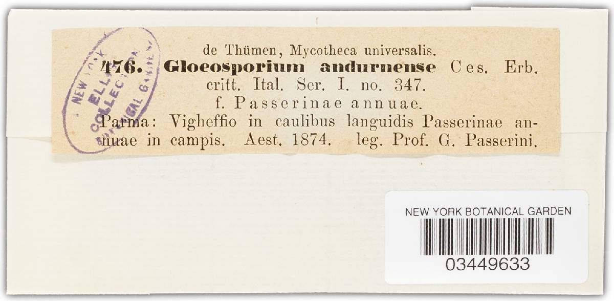 Gloeosporium andurnense image