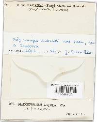 Gloeosporium angelicae image