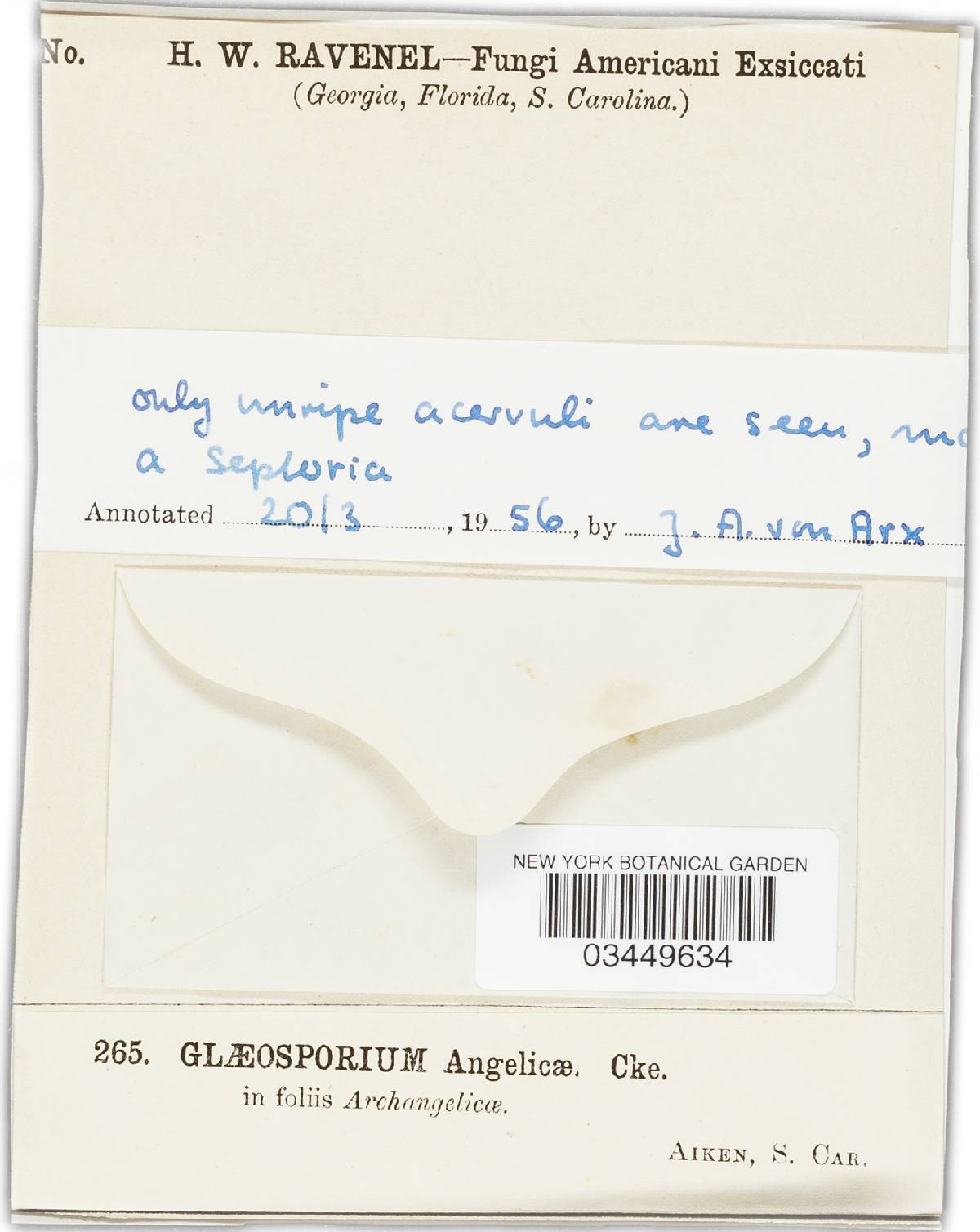 Gloeosporium angelicae image