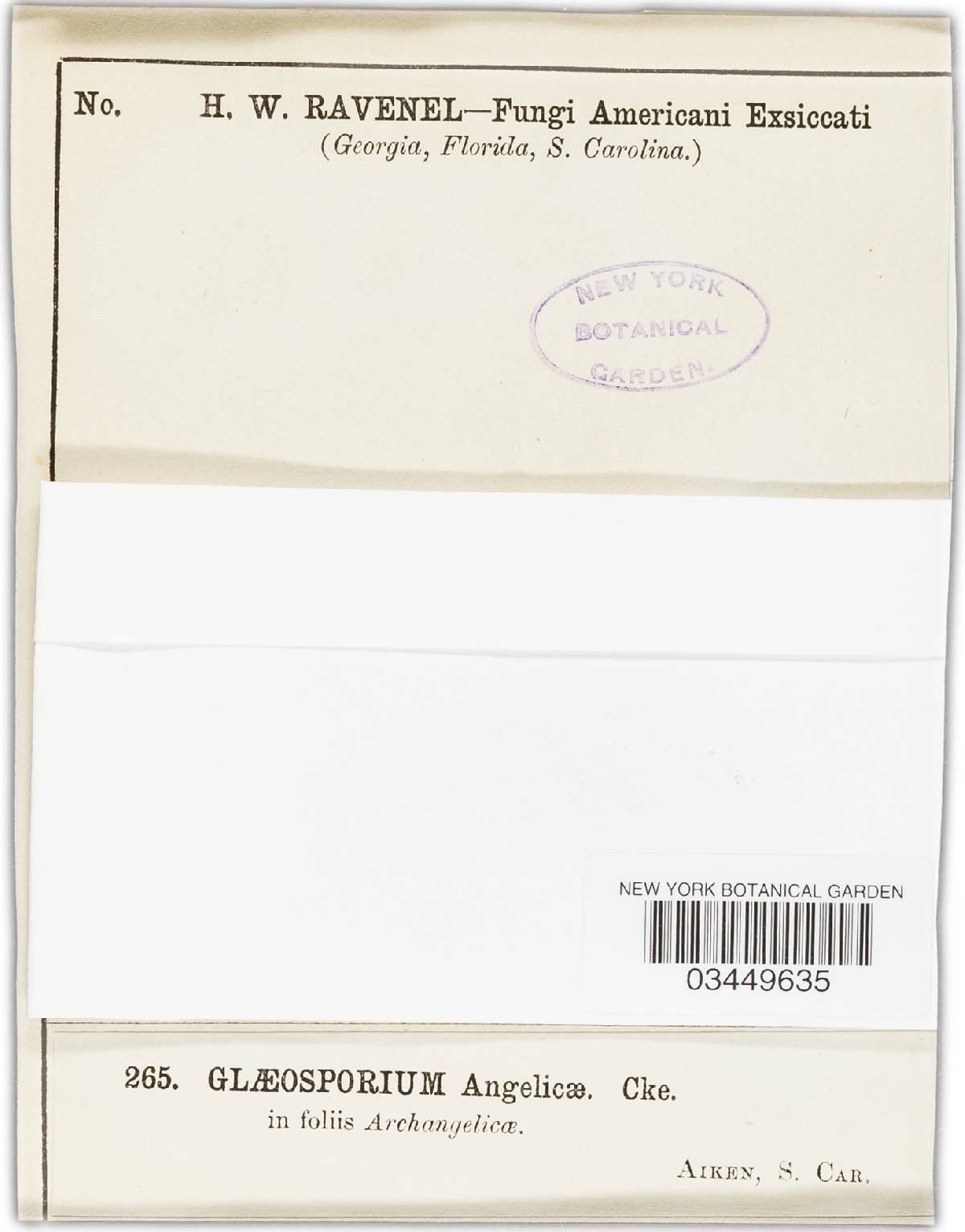 Gloeosporium angelicae image