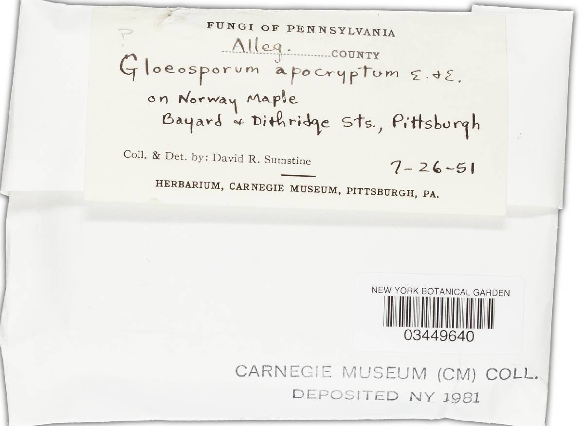 Aureobasidium apocryptum image
