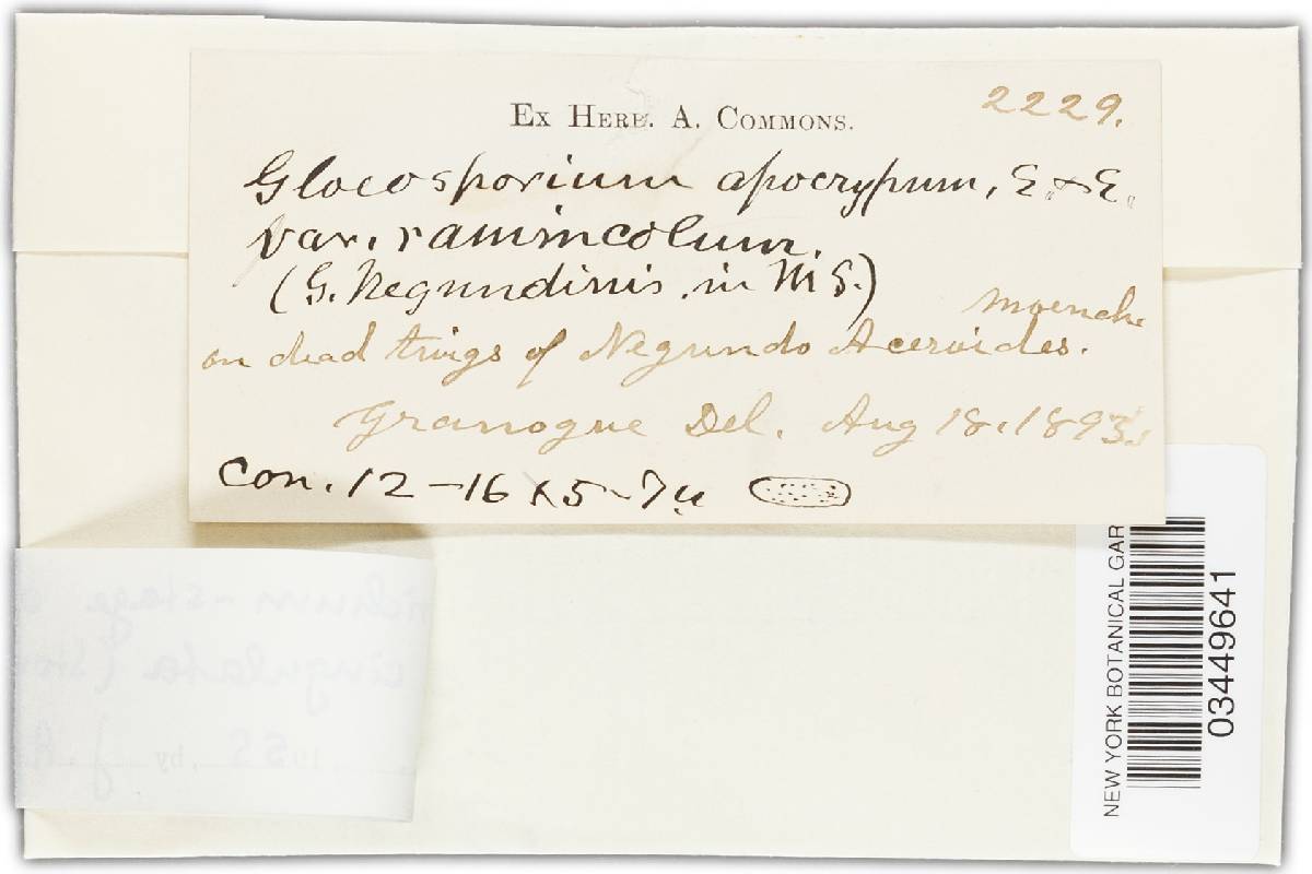 Aureobasidium apocryptum image
