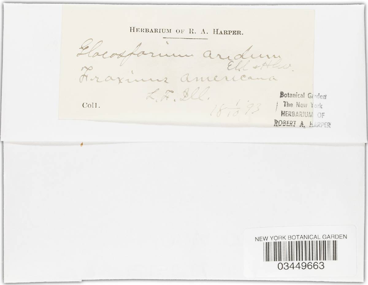 Gloeosporium aridum image