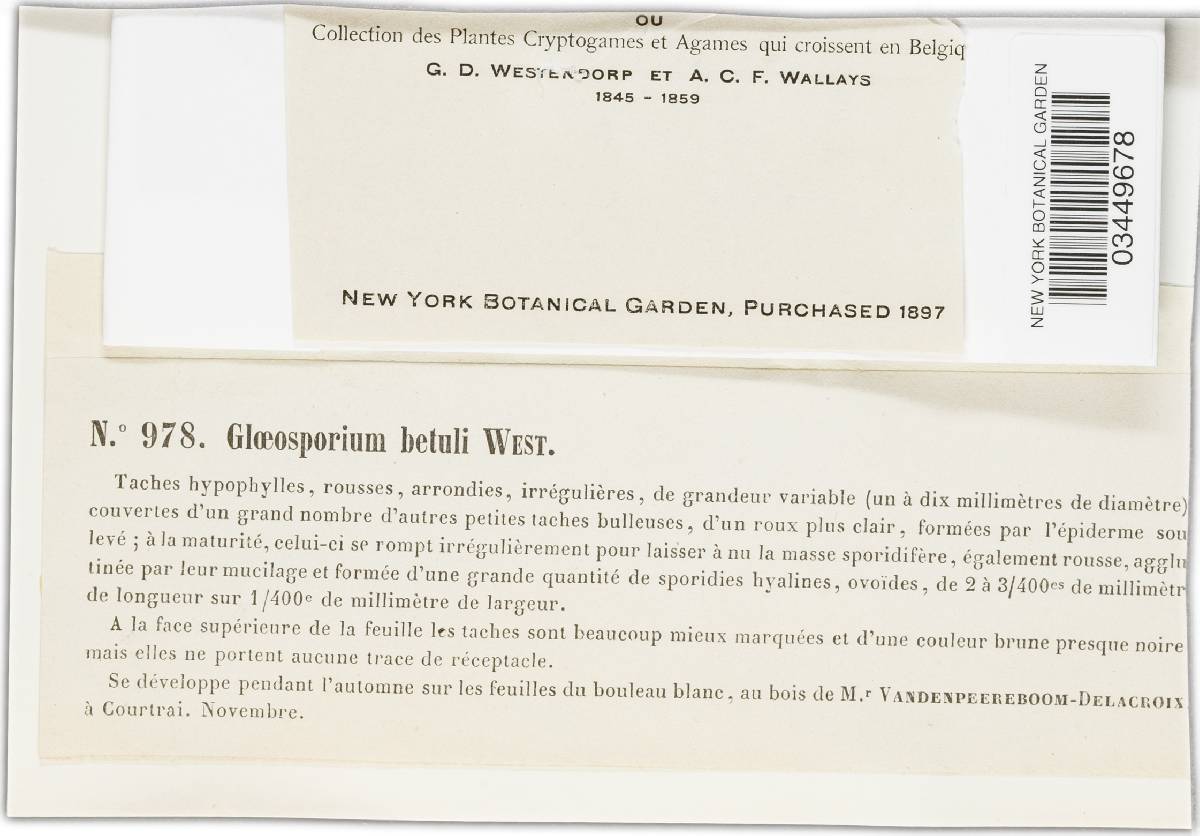 Gloeosporium betulae image