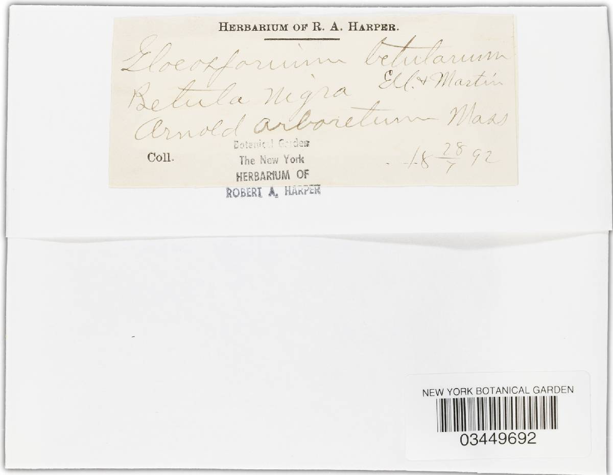 Gloeosporium betularum image