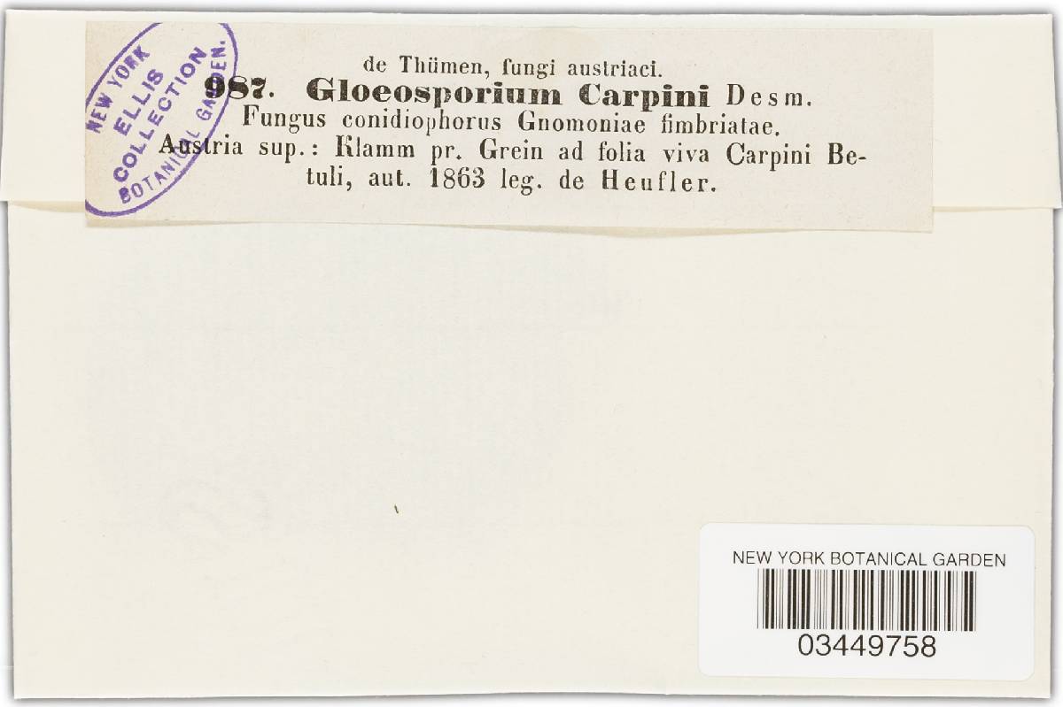 Gnomonia fimbriata image