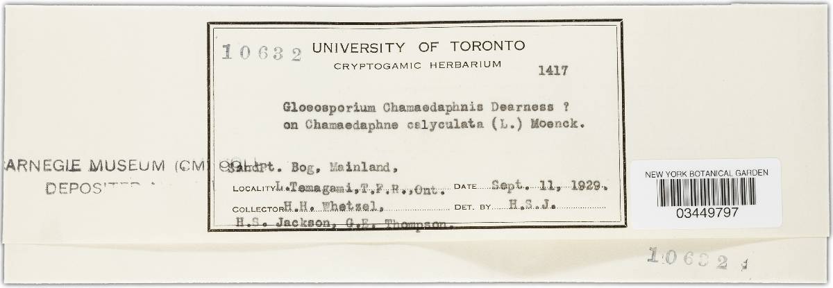 Gloeosporium chamaedaphnis image