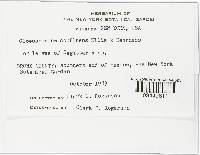 Gloeosporium confluens image