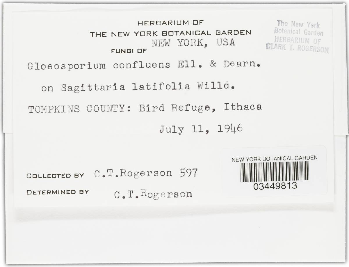Gloeosporium confluens image